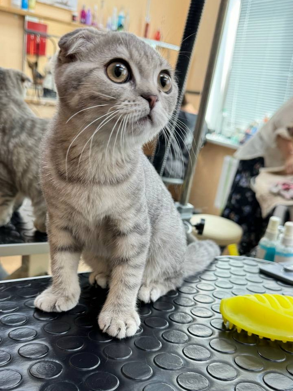 Кот2