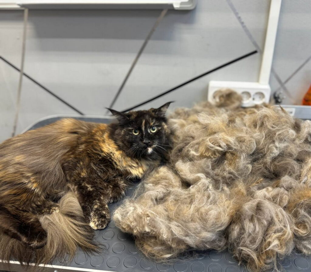 Что нужно знать о груминге кошек