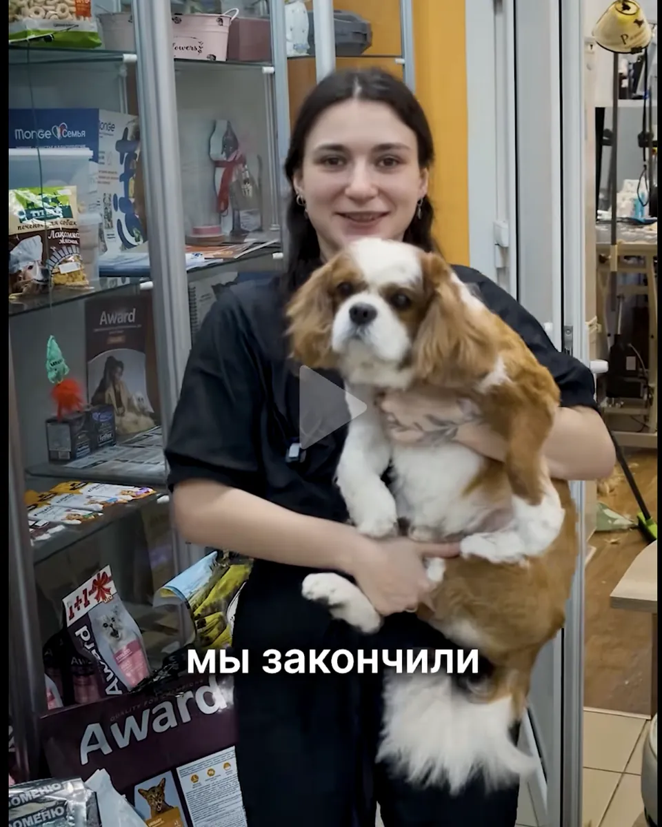 Кавалер-кинг-чарльз-спаниель во время аккуратной стрижки шерсти