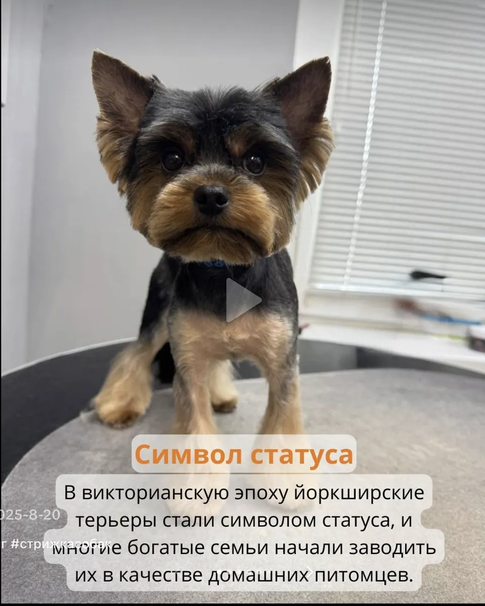 Йоркширский терьер после груминга