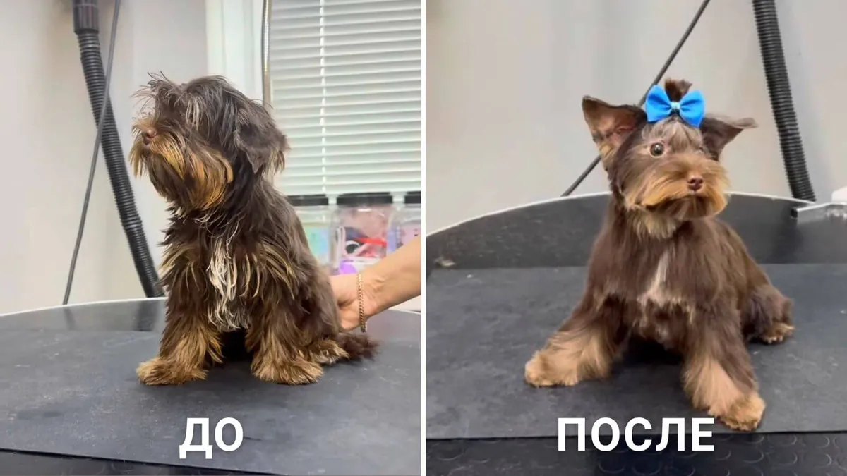 До и после груминга собаки в салоне Грумбел