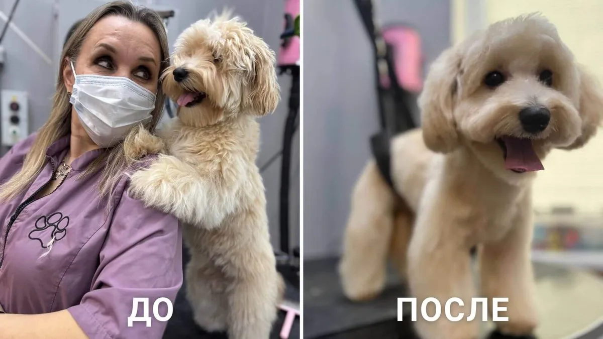 Результат работы мастеров команды ГлаМуррр — белая собака