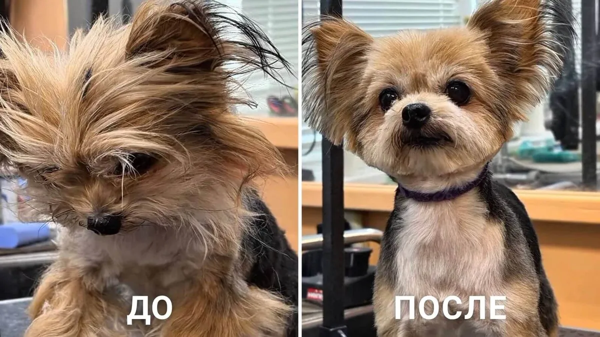 Результат работы мастеров команды ГлаМуррр — небольшая собака