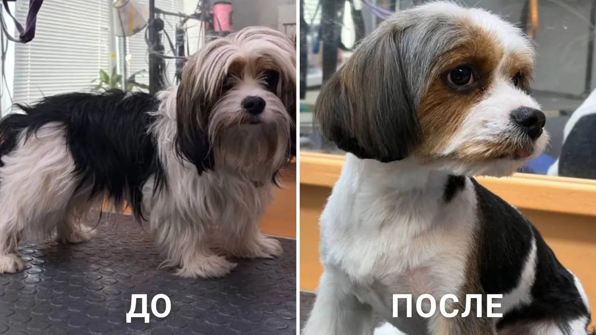 Работа мастера груминга до и после